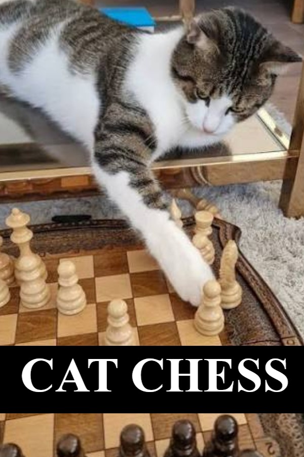 Cat Chess
