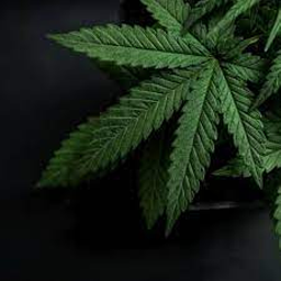 Drug Dealer Simulator